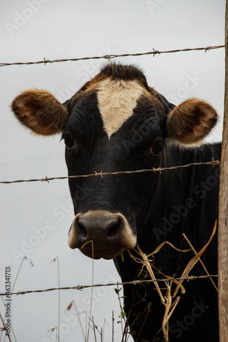 Fotografia de gado brasileiro no pasto, na fazenda, ao ar livre, na região de Minas Gerais. Nelore, Girolando, Gir, Brahman, Angus. imagens de Agronegócio. photo