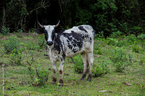 Fotografia de gado brasileiro no pasto, na fazenda, ao ar livre, na região de Minas Gerais. Nelore, Girolando, Gir, Brahman, Angus. imagens de Agronegócio. photo