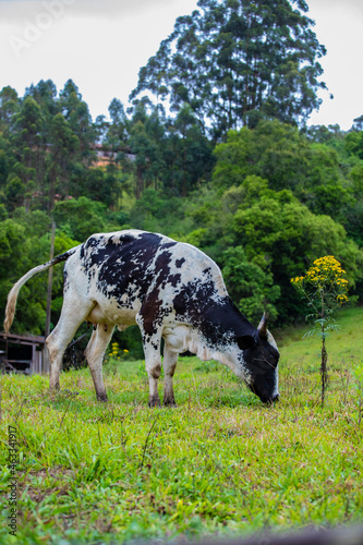 Fotografia de gado brasileiro no pasto, na fazenda, ao ar livre, na região de Minas Gerais. Nelore, Girolando, Gir, Brahman, Angus. imagens de Agronegócio. photo