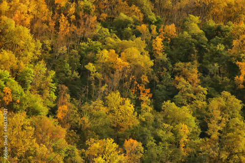 autumn forest landscape, abstract background October view in yellow trees, fall nature