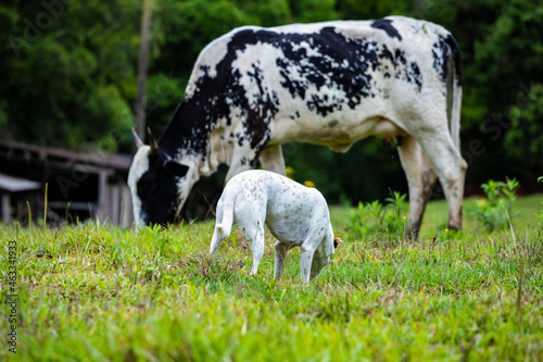 Fotografia de gado brasileiro no pasto, na fazenda, ao ar livre, na região de Minas Gerais. Nelore, Girolando, Gir, Brahman, Angus. imagens de Agronegócio. photo