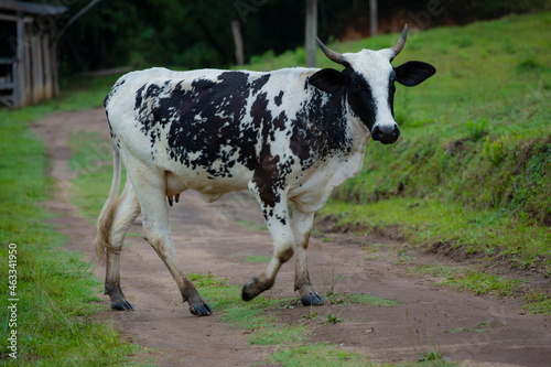 Fotografia de gado brasileiro no pasto, na fazenda, ao ar livre, na região de Minas Gerais. Nelore, Girolando, Gir, Brahman, Angus. imagens de Agronegócio. photo