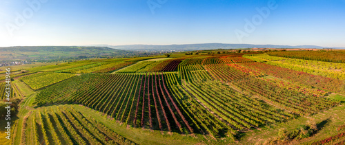 Luftaufnahme Drohnenpanorama Weinberge der Winzer Rheinhessens bei Großwinternheim an einem sonnigen Tag im Herbst, Kaiserpfalz, nahe Ingelheim und Bingen, Rheinland Pfalz