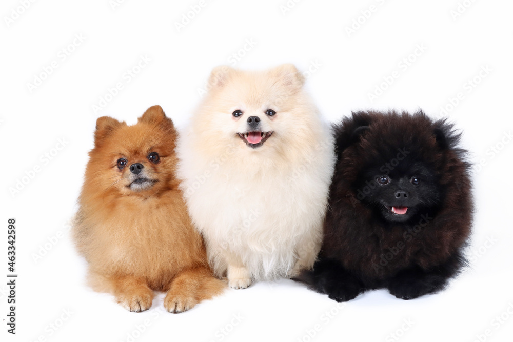 Obraz premium group of pomeranian spitz lying in white background