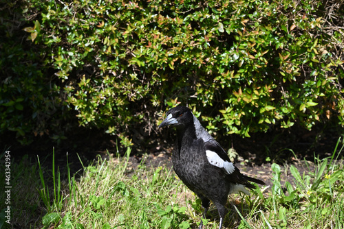 Fotografie, Obraz Female Australian magpie standing on a sunlit lawn, with a hedge in the backgrou