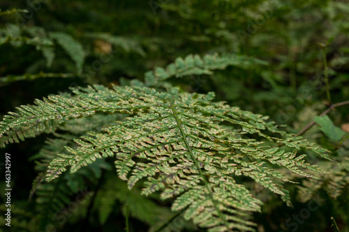 close up of fern