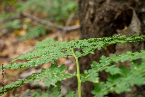 green moss growing on a tree