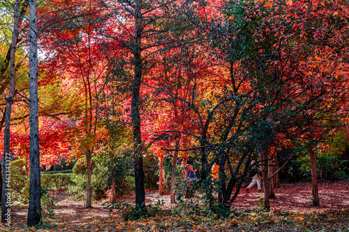 Autumn scenery of red leaves in Nanhu Park  Changchun  China