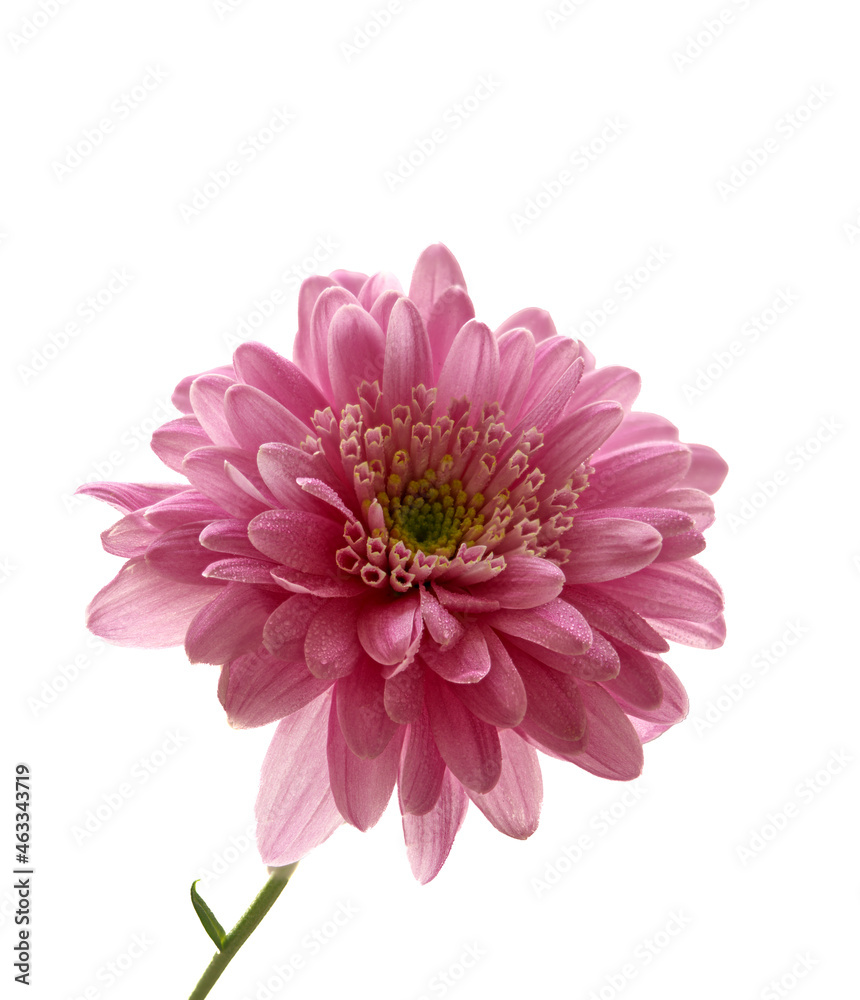 aster flower growing on white background aster flower growing on white background