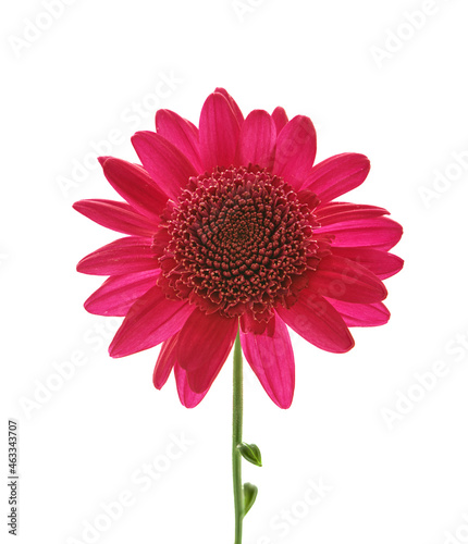 aster flower growing on white background