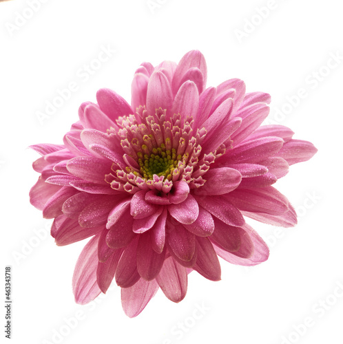 aster flower growing on white background