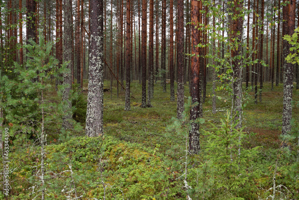 Obraz premium forest in spring