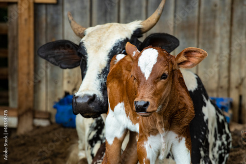 Fotografia de gado brasileiro no pasto, na fazenda, ao ar livre, na região de Minas Gerais. Nelore, Girolando, Gir, Brahman, Angus. imagens de Agronegócio. photo