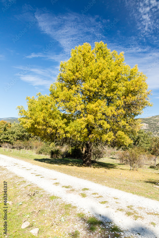 Naklejka premium Lozoya Valley, in the Sierra de Guadarrama of Madrid, with autumn colors