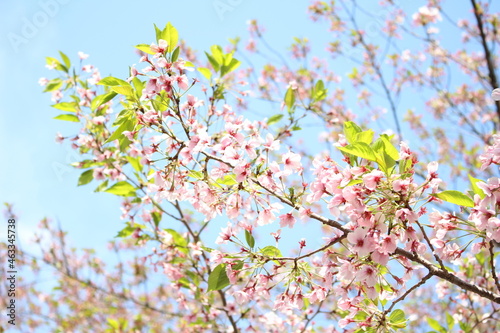 sakura in Ueno, Japan © emi