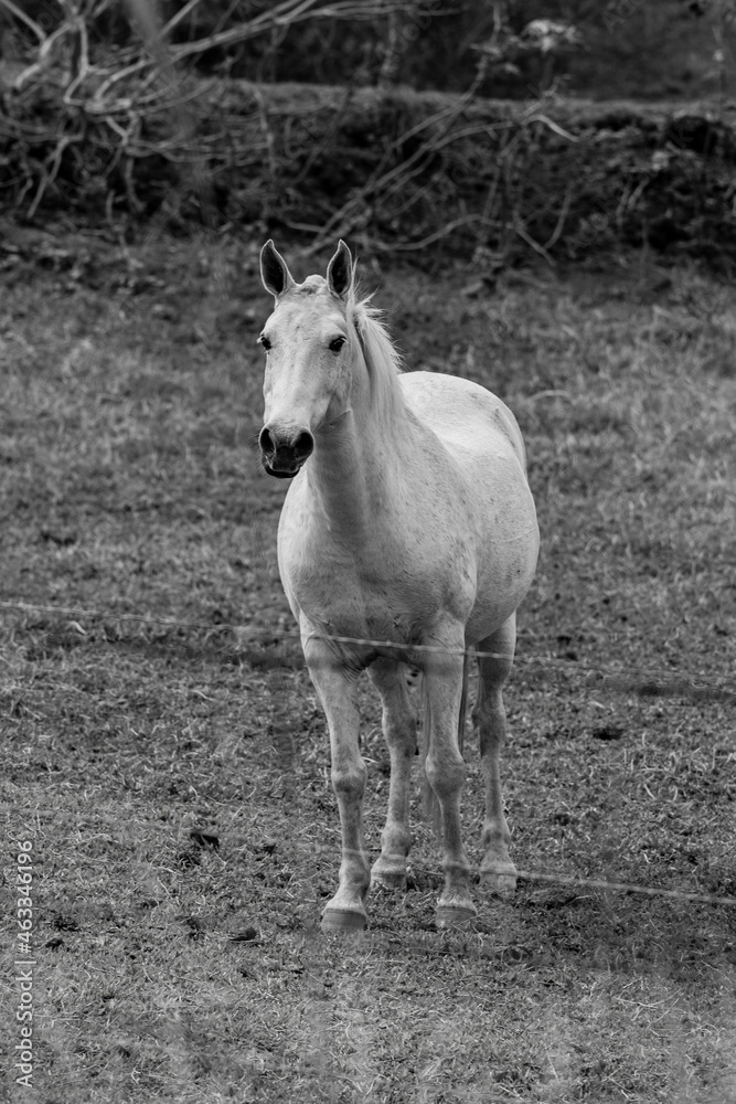 Obraz premium linda foto de cavalo brasileiro ao ar livre pastando na fazenda, em minas gerais, ao ar livre.
