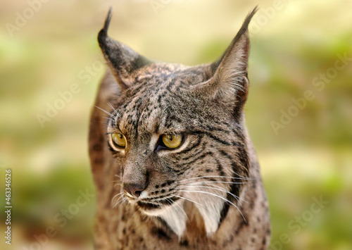 portrait of an iberian lynx photo