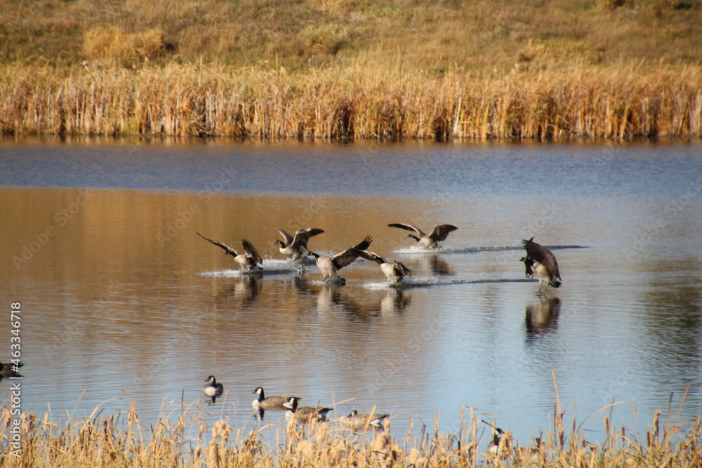 Touching Down, Pylypow Wetlands, Edmonton, Alberta Touching Down, Pylypow Wetlands, Edmonton, Alberta