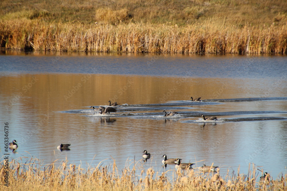 Landing On The Wetlands, Pylypow Wetlands, Edmonton, Alberta Landing On The Wetlands, Pylypow Wetlands, Edmonton, Alberta