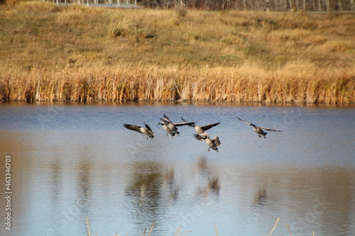 Geese Coming Over The Water, Pylypow Wetlands, Edmonton, Alberta © Michael Mamoon