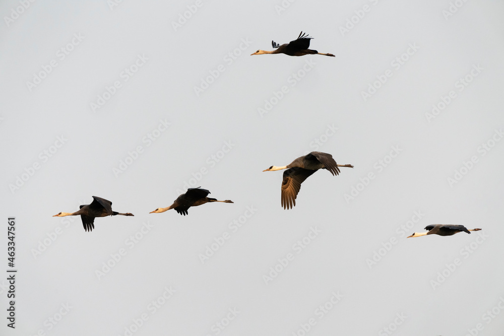 Obraz premium Hooded crane (Grus monacha) in Arasaki, Japan