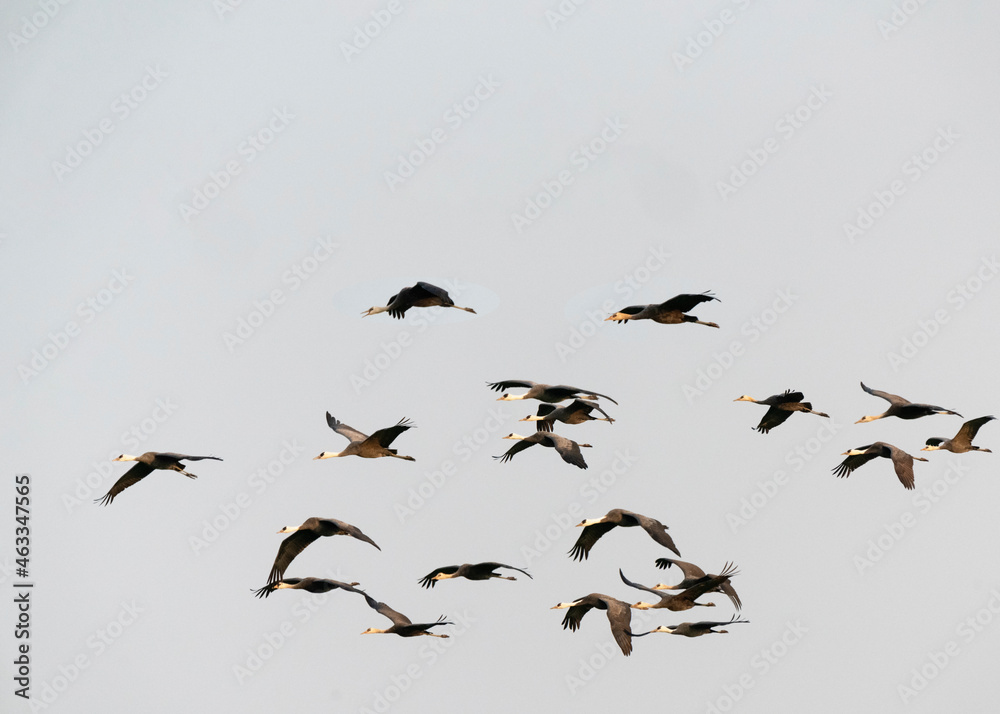 Fototapeta premium Hooded crane (Grus monacha) in Arasaki, Japan