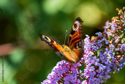Summer butterfly feeding on lilac flowers inflorescence, feeding on yellow-orange buddleia antennae also known as lepidoptera. .
