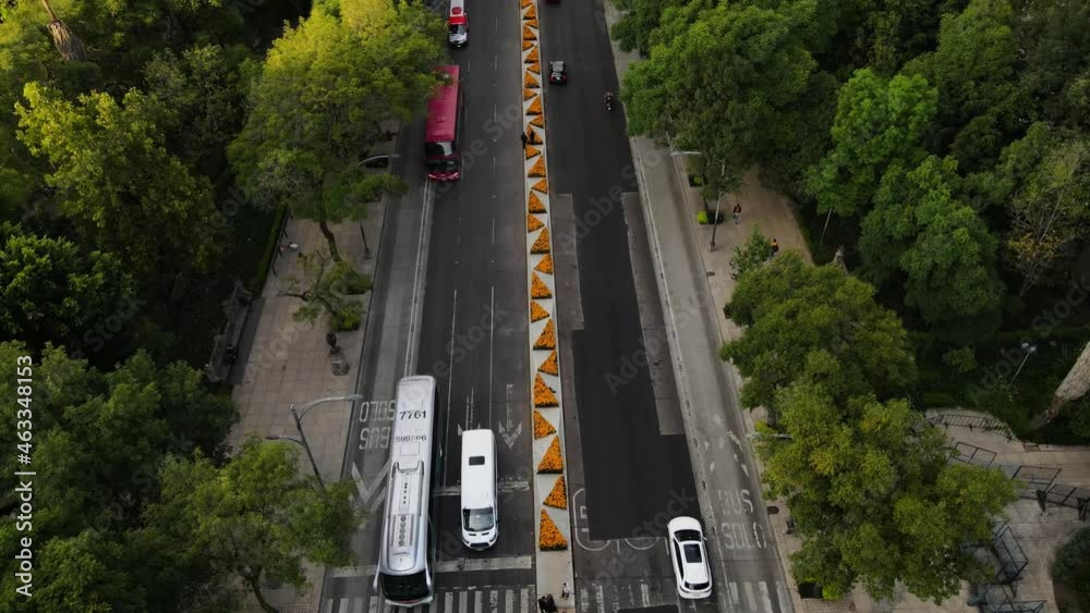 Toma aérea de cempasúchil adornando avenida Reforma en la Ciudad México con motivo de día de muertos mientras automóviles circulan en ambas direcciones