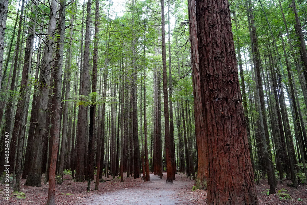 Obraz premium Redwood forest in the tourist town of Rotorua, New Zealand