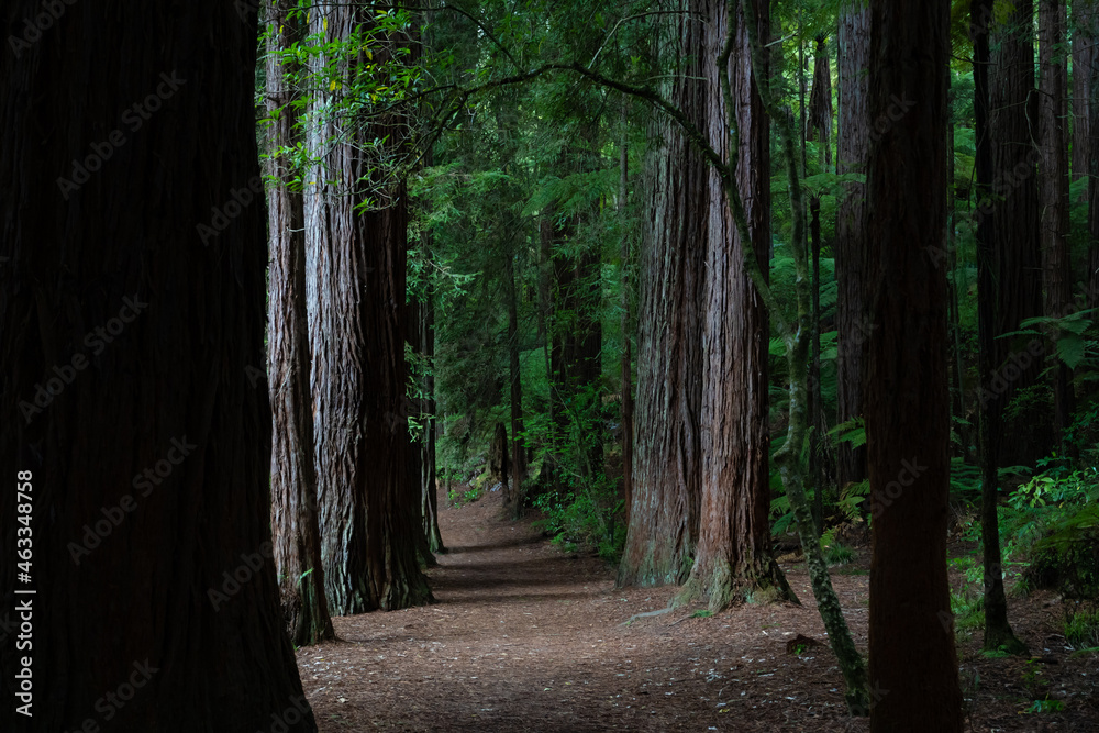 Obraz premium Redwood forest in the tourist town of Rotorua, New Zealand