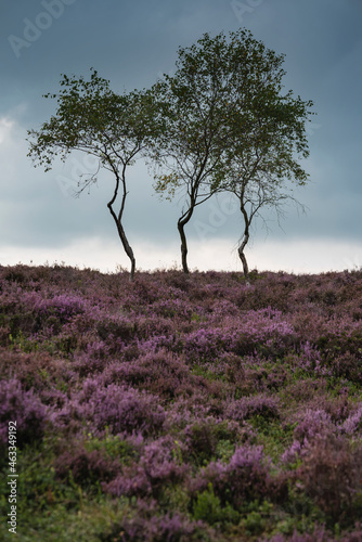 Gorgeous landscape image of late Summer vibrant heather at Surprise View in Peak District National Park in England