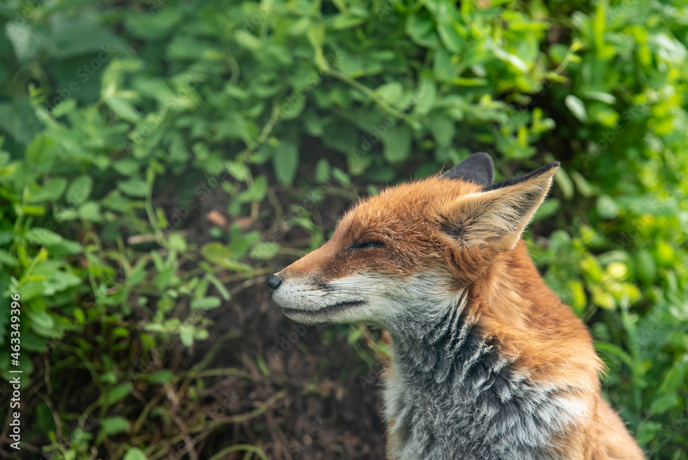 Fototapeta premium Stunning vibrant portrait of Red Fox Vulpes Vulpes with lush green background