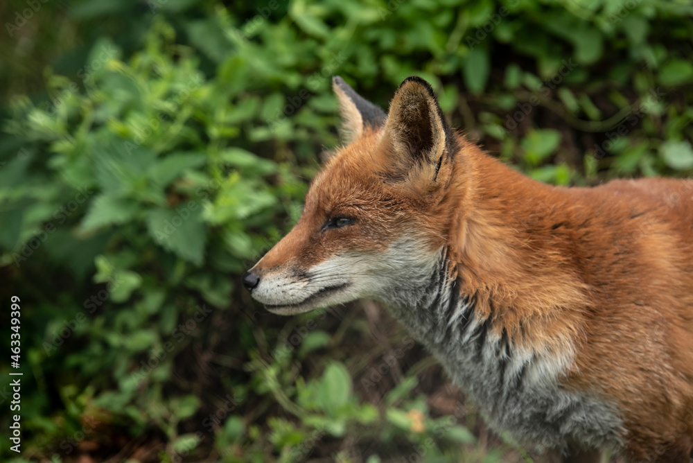 Fototapeta premium Stunning vibrant portrait of Red Fox Vulpes Vulpes with lush green background