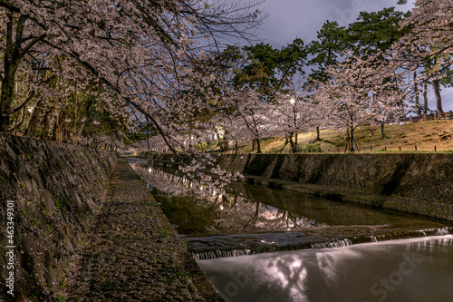 Cherry Blossom at spring in Japan