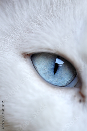 Photography Eyes of Cat