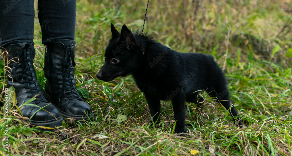 щенок породы шипперке гуляющий на берегу реки
a schipperke puppy walking on the riverbank
щенок породы шипперке гуляющий на берегу реки
a schipperke puppy walking on the riverbank