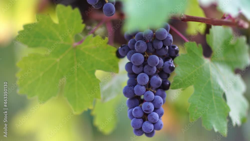 Ripe blue grape bunch among grapevine leaves at vineyard in warm sunset sunlight. Beautiful clusters of ripening grapes. Winemaking and organic fruit gardening. Close up. Selective focus. Ripe blue grape bunch among grapevine leaves at vineyard in warm sunset sunlight. Beautiful clusters of ripening grapes. Winemaking and organic fruit gardening. Close up. Selective focus.