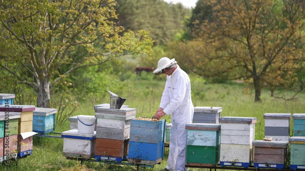 Beekeeper near wooden hives on beautiful nature backdrop. Apiculturist wearing protective suit and hat inspects bees in a beehive. Colony of bees flying on a apiary.