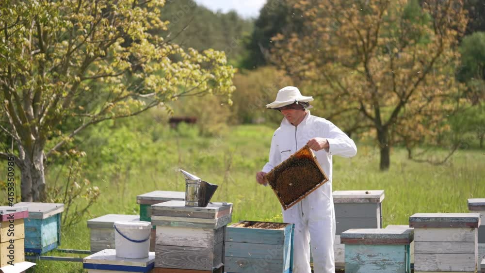 Apiculture inside beautiful nature. Bee master holding honey frame with bees and examining it. Beekeeper in white suit working near wooden beehives. Apiculture inside beautiful nature. Bee master holding honey frame with bees and examining it. Beekeeper in white suit working near wooden beehives.