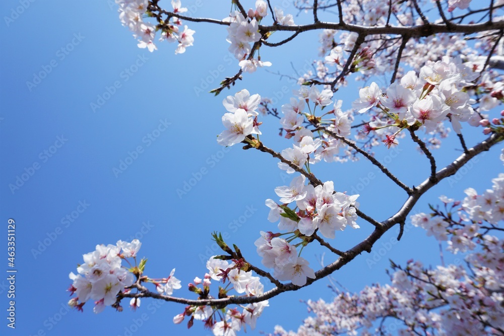いい枝ぶりの桜