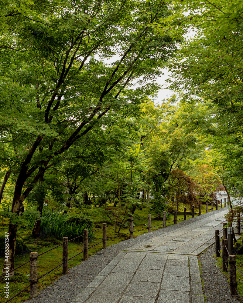 Fresh Green at early summer in Kyoto,Japan