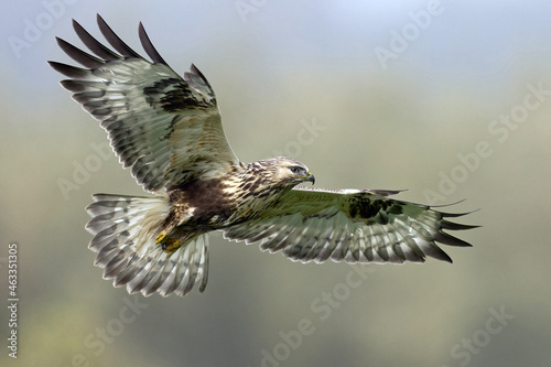 Rough-legged buzzard (Buteo lagopus) photo