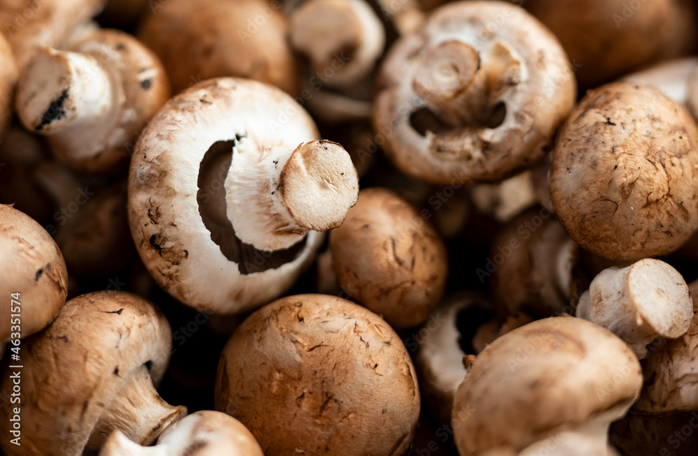 Beautiful picture of fresh mushroom Beautiful picture of fresh mushroom