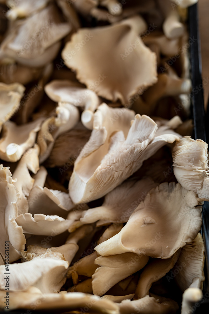 Obraz premium Beautiful picture of fresh mushroom
