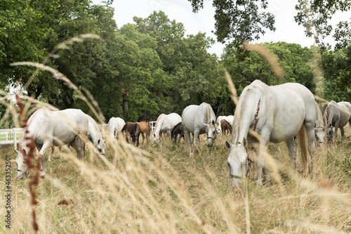  Famous Lippizaner or Lipizzan White Horses in Lipica Stud Farm in Slovenia