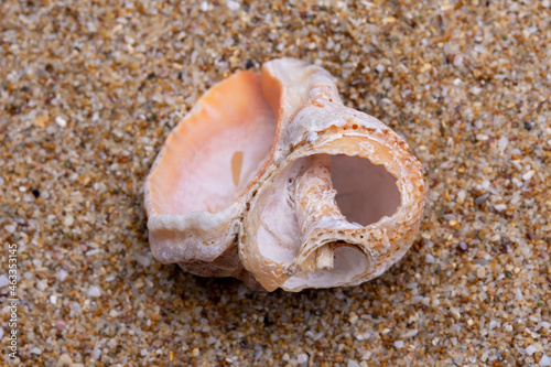 sea shell on the sand