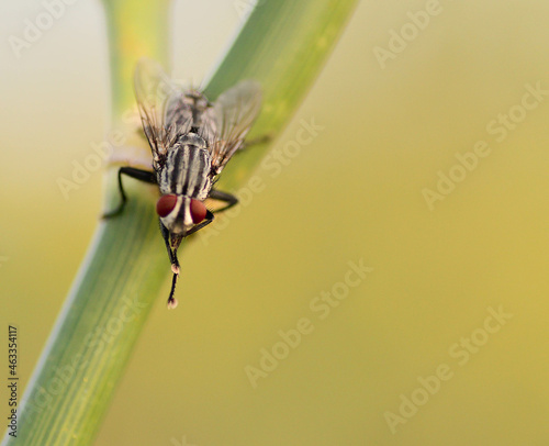 close up of a fly