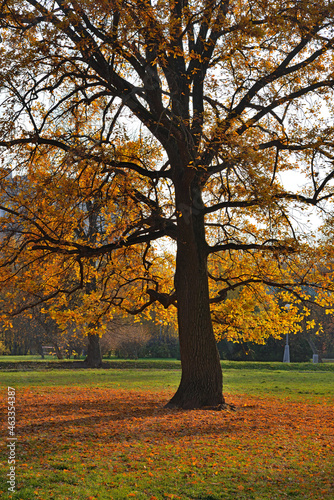 Oak on sunny autumn day in Vorontsov Park  Moscow  Russia