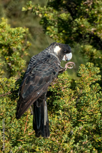 Carnaby's Cockatoo or Carnaby's Black Cockatoo is a large black cockatoo endemic to south-western Australia and threatened by habitat destruction.