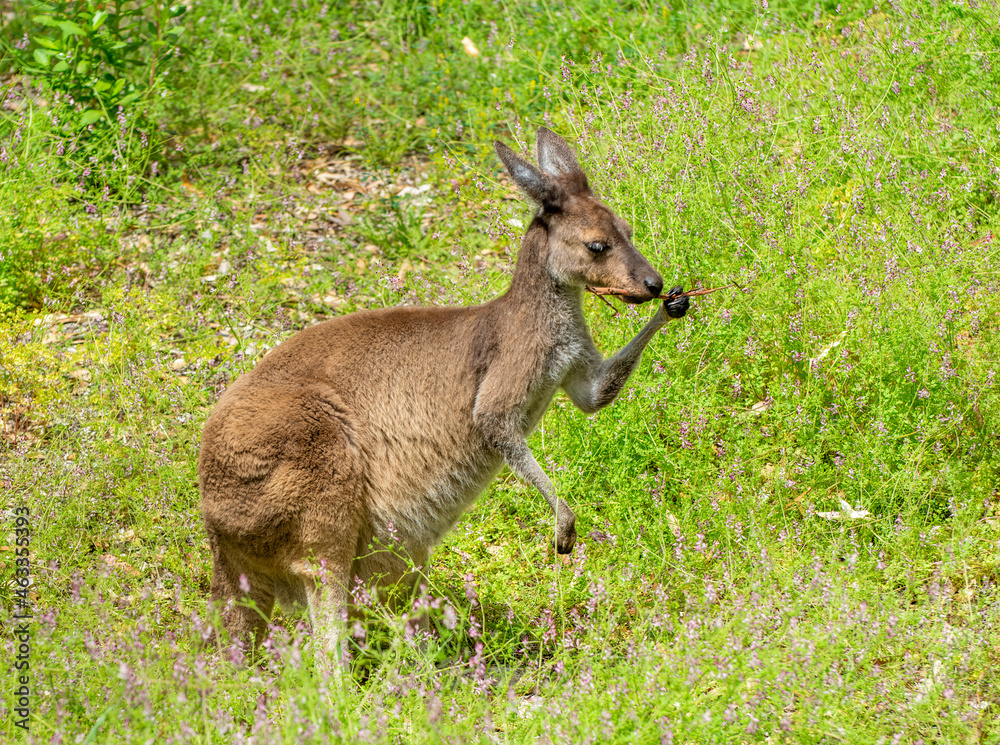 Fototapeta premium Western Grey Kangaroo (Macropus fuliginosus) Perth Western Australia